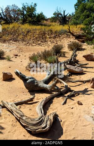 Moab, Utah/ USA-9 octobre 2019 : arbres morts dans le désert de Canyonlands National Park Banque D'Images