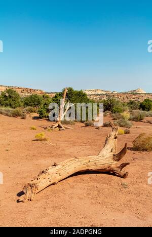 Moab, Utah/ USA-9 octobre 2019 : arbres morts dans le désert de Canyonlands National Park Banque D'Images