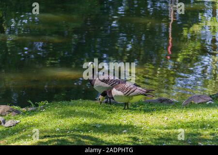 Une paire de barnacle goose debout à côté de l'eau dans un parc à Malmö, en Suède, au cours de l'été Banque D'Images