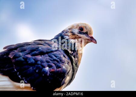 Gros plan d'un pigeon (Columba livia) Banque D'Images