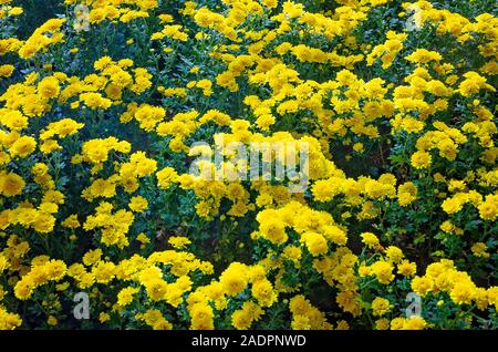 Seizan chrysanthèmes cascade jaune sont disposées dans un parterre de fleurs à Bellingrath Gardens, Novembre 24, 2019, dans la région de Theodore, Alabama. Banque D'Images