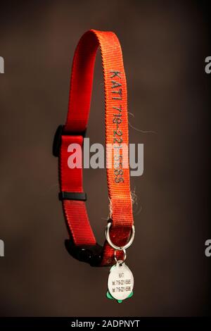 Collier de couleur vide Platinum Golden Retriever après une maladie mortelle Banque D'Images