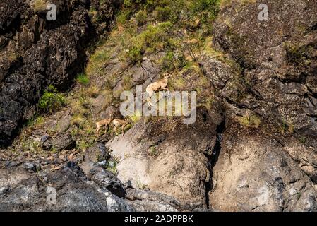 Des mouflons dans le Hells Canyon Banque D'Images