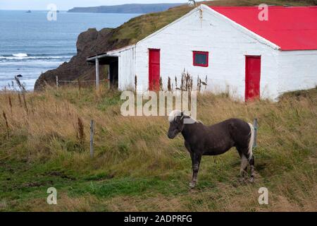 Chevaux Islandais à côté de rouge et de blanc bâtiment de ferme près de Husavik, l'Islande Banque D'Images