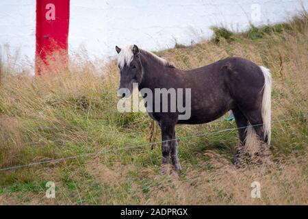 Chevaux Islandais à côté de rouge et de blanc bâtiment de ferme près de Husavik, l'Islande Banque D'Images