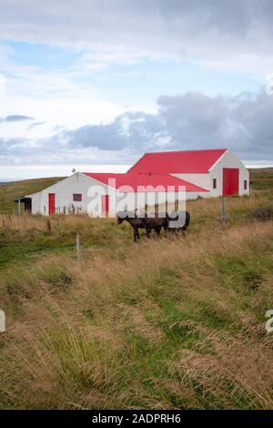 Chevaux Islandais à côté de rouge et de blanc bâtiment de ferme près de Husavik, l'Islande Banque D'Images