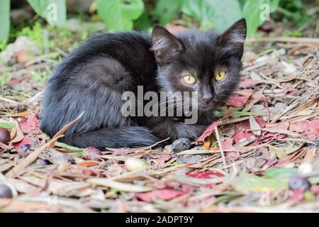 Chaton noir sans-abri portant sur le terrain dans le parc en automne sur les feuilles Banque D'Images