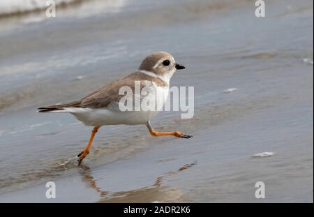 Pluvier siffleur (Charadrius melodus) le long de la côte de l'océan, Galveston, Texas, États-Unis. Banque D'Images