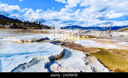 De l'eau claire comme du cristal et marron tapis de bactéries dans l'eau de la terrasses en travertin formées par des geysers à Mammoth Hot Springs, l'établissement Yellowstone N.P., WY USA Banque D'Images