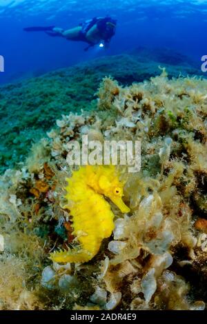 Long-snouted, hippocampes Hippocampus guttulatus, camouflé parmi les algues et d'autres algues, île de Brac, Biograd, Dalmatie, Croatie, Mer Adriatique, Medi Banque D'Images