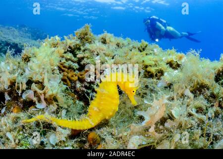 Long-snouted, hippocampes Hippocampus guttulatus, camouflé parmi les algues et d'autres algues, île de Brac, Biograd, Dalmatie, Croatie, Mer Adriatique, Medi Banque D'Images