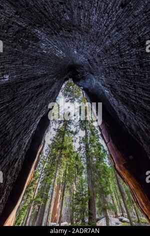 À partir de creux, d'une base de brûlé, le séquoia géant Sequoiadendron gigantea, dans la région de Sherman Tree Sequoia National Park, Californie, USA Banque D'Images