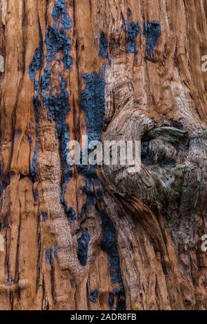 L'écorce et le bois de séquoia géant, Sequoiadendron giganteum, avec preuve d'incendies passés, dans la région de Sherman Tree Sequoia National Park, Californie, Banque D'Images