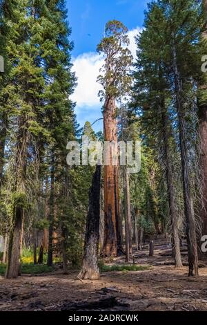 Le Séquoia géant, Sequoiadendron giganteum, montrant des signes d'incendie dans la région de General Sherman Tree Sequoia National Park, Californie, USA Banque D'Images