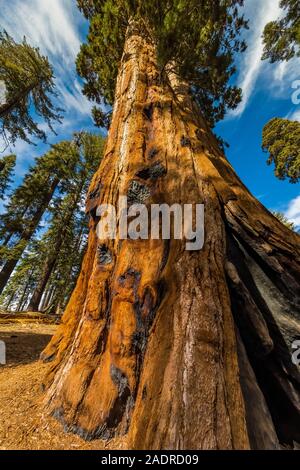 Le Séquoia géant, Sequoiadendron giganteum, montrant des signes d'incendie dans la région de General Sherman Tree Sequoia National Park, Californie, USA Banque D'Images