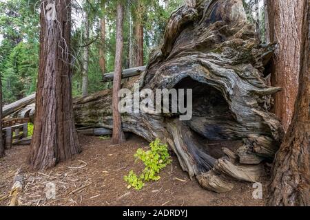 Tombé, le séquoia géant Sequoiadendron giganteum, dans la région de Sherman Tree Sequoia National Park, Californie, USA Banque D'Images