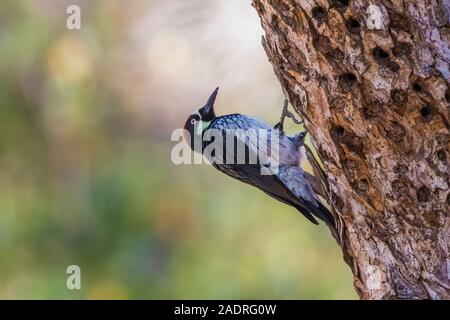 Woodpecker Melanerpes formicivorus Acorn, grenier, mâle sur l'arbre dans Potishwa Campground dans les contreforts de Sequoia National Park, Californie, USA Banque D'Images