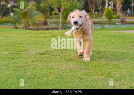 Chiot golden ludique avec l'os jouet sur sa bouche Banque D'Images