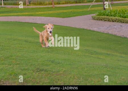 Chiot golden retriever ludique courir dans le parc Banque D'Images