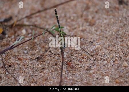 Libellule tenir sur les branches sèches et copie espace .libellules de la nature. Libellules de la nature de l'habitat. Une nature magnifique scène avec dragonfly outdoor Banque D'Images