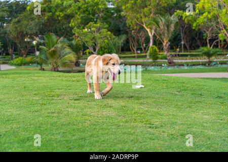 Joli chiot golden retriever balade au parc Banque D'Images