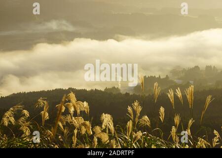 La mer de nuages et Japanese pampas grass Banque D'Images