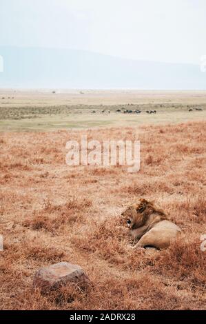 Magnifique lion mâle adulte se situent sur golden grass field dans la Ngorongoro consevation, région des savanes du Serengeti en Tanzanie des forêts - African Safari wildlife wat Banque D'Images