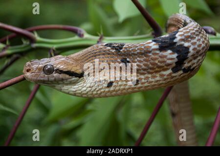 Boiga cynodon, communément appelé le chien chat à dents de serpent Banque D'Images
