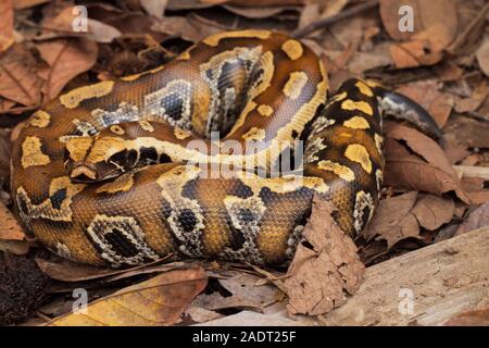 Le sang de Sumatra / Python Python brongersmai, communément appelé l'Brongersma, python à queue courte ou la queue courte rouge, un nonvenomous serpent python Banque D'Images