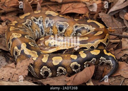 Le sang de Sumatra / Python Python brongersmai, communément appelé l'Brongersma, python à queue courte ou la queue courte rouge, un nonvenomous serpent python Banque D'Images
