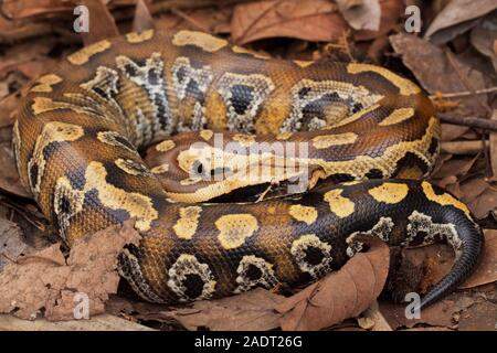 Le sang de Sumatra / Python Python brongersmai, communément appelé l'Brongersma, python à queue courte ou la queue courte rouge, un nonvenomous serpent python Banque D'Images