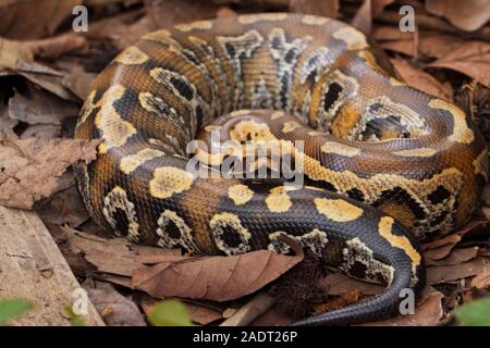 Le sang de Sumatra / Python Python brongersmai, communément appelé l'Brongersma, python à queue courte ou la queue courte rouge, un nonvenomous serpent python Banque D'Images