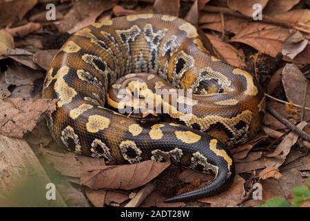 Le sang de Sumatra / Python Python brongersmai, communément appelé l'Brongersma, python à queue courte ou la queue courte rouge, un nonvenomous serpent python Banque D'Images