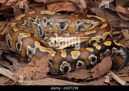 Le sang de Sumatra / Python Python brongersmai, communément appelé l'Brongersma, python à queue courte ou la queue courte rouge, un nonvenomous serpent python Banque D'Images