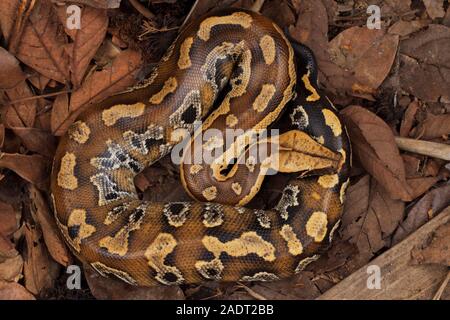 Le sang de Sumatra / Python Python brongersmai, communément appelé l'Brongersma, python à queue courte ou la queue courte rouge, un nonvenomous serpent python Banque D'Images