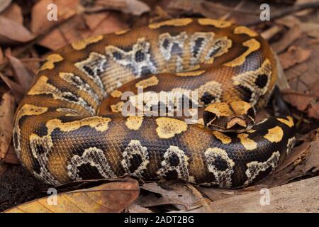 Le sang de Sumatra / Python Python brongersmai, communément appelé l'Brongersma, python à queue courte ou la queue courte rouge, un nonvenomous serpent python Banque D'Images