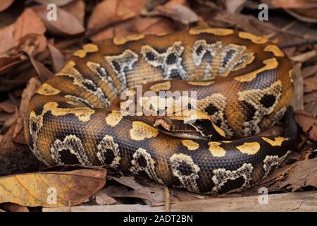 Le sang de Sumatra / Python Python brongersmai, communément appelé l'Brongersma, python à queue courte ou la queue courte rouge, un nonvenomous serpent python Banque D'Images