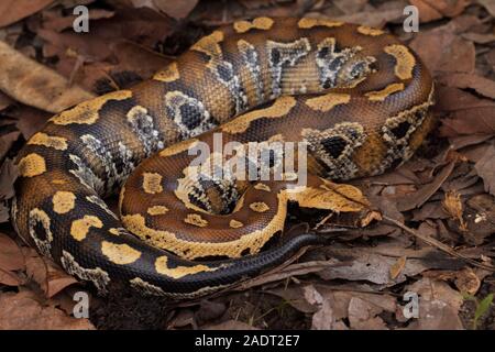 Le sang de Sumatra / Python Python brongersmai, communément appelé l'Brongersma, python à queue courte ou la queue courte rouge, un nonvenomous serpent python Banque D'Images