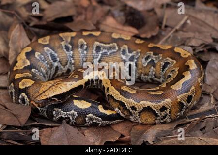 Le sang de Sumatra / Python Python brongersmai, communément appelé l'Brongersma, python à queue courte ou la queue courte rouge, un nonvenomous serpent python Banque D'Images