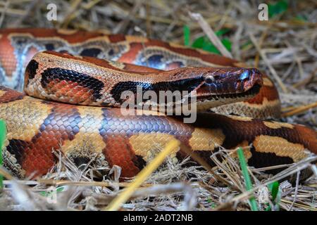 Close up rouge Sumatra / Python curtus Python sanguin brongersmai Banque D'Images