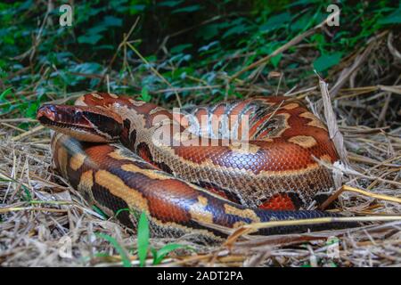 Close up rouge Sumatra / Python curtus Python sanguin brongersmai Banque D'Images
