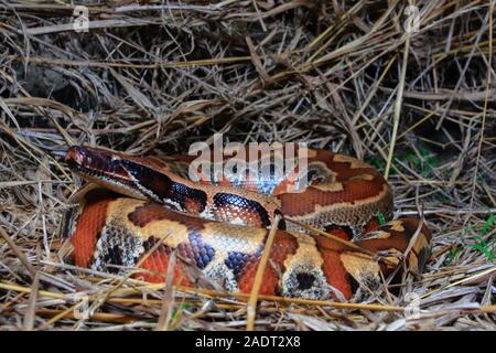 Close up rouge Sumatra / Python curtus Python sanguin brongersmai Banque D'Images