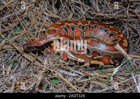 Close up rouge Sumatra / Python curtus Python sanguin brongersmai Banque D'Images