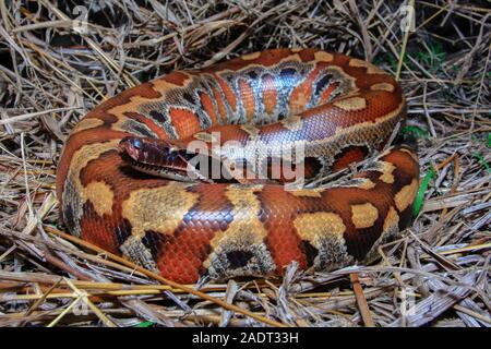 Close up rouge Sumatra / Python curtus Python sanguin brongersmai Banque D'Images