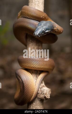 Lèvres blanches/Albertisi or python (Leiopython albertisi) enroulé autour d'une branche Banque D'Images