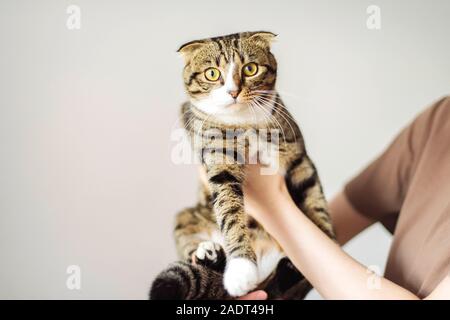 Young woman holding beau chat sur fond blanc Banque D'Images