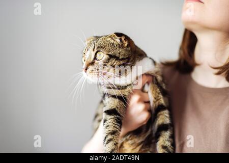 Young woman holding beau chat sur fond blanc Banque D'Images