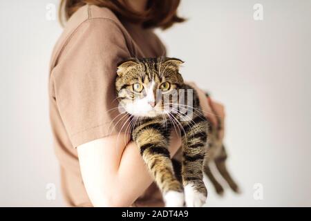 Young woman holding beau chat sur fond blanc Banque D'Images