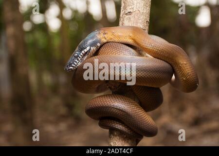 Lèvres blanches/Albertisi or python (Leiopython albertisi) enroulé autour d'une branche Banque D'Images