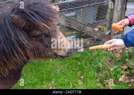 Poney Shetland, Equus caballus, alimenté une carotte à la main sur une ferme au Royaume-Uni Banque D'Images